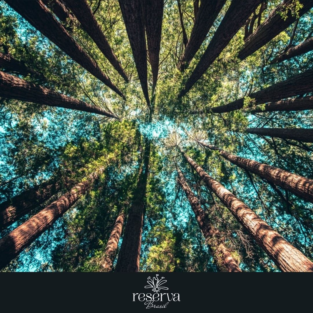 Sobre a natureza e a importância da conscientização
