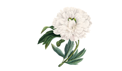 Green Peonia