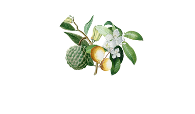 Flor de Goiaba e Graviola